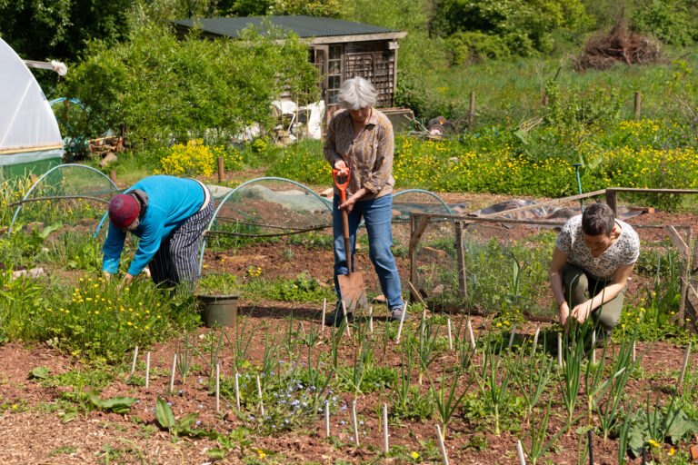 Three women digging and planting in a garden